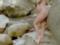 Беременная Кэти Перри разделась возле водопада в новом клипе