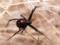 Не сработало: в Боливии трое детей дали укусить себя ядовитому пауку, надеясь стать спайдерменами