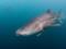 Китовая акула приблизилась к пляжу в Эйлате