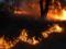 Спасатели продолжают бороться с лесным пожаром на Луганщине