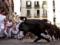 В испанской Памплоне отменен забег с быками
