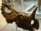 Вчені виявили рак кісток у стародавнього динозавра