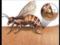 В пчелином яде обнаружили лекарство от рака груди