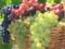 Как выбрать безопасный и полезный виноград: рассказывает специалист