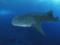 Самку китовой акулы признали самой большой рыбой