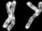 Ученые открыли новые свойства Y-хромосомы