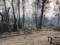 Пожары на Луганщине:  Была ли это провокация или другие причины – должны ответить правоохранители , - Зеленский