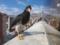 Видео-факт: хищные птицы скрасили дни изоляции для семьи в Ла-Пасе