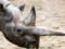В Берлинском зоопарке умер самый старый черный носорог в мире