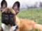 Собаку в мэры: в Кентуки жители одного из городов избрали главой города французского бульдога