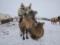 Дмитрий Комаров покажет, как по Внутренней Монголии на верблюдах гонял