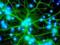 Астроцити викрили в поїданні синапсів дорослих мишей