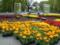 У Харкові зібралися висадити 2,6 мільйона квітів