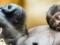 У львов и гориллы в Пражском зоопарке обнаружен коронавирус