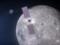 NASA приостановило контракт со SpaceX по лунному модулю
