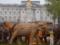 У Букінгемського палацу встановили 125 дерев яних слонів