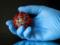 Происхождение коронавируса будет исследовать новая команда ученых от ВОЗ — SAGO