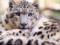 Three snow leopards die from coronavirus in U.S. zoo