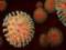 Каждое пятое заражение коронавирусом в США приходится на «стелс-омикрон»