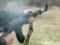 Occupiers shot a minor boy in Chernihiv region