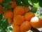 Чим корисні абрикоси і кому їх краще не їсти