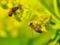 Фахівці розповіли про 8 важливих властивостей бджолиного пилку