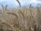 Зеленский: «Некоторые страны были готовы купить украденное украинское зерно, но испугались санкций»