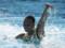 Украинская  русалочка  выиграла свою уже третью награду на ЧМ-2022 по водным видам спорта