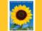 Canada Post issues sunflower charity stamp in support of Ukraine