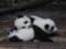 Scientists have found a new species of pandas that lived in Europe