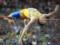 Ukraine won the first medal at the 2022 European Athletics Championships