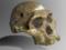 Switching to soft foods was an evolutionary advantage for human ancestor - study