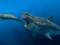 Вчені розповіли про розміри стародавніх гігантських акул