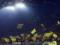 Dortmund football players may not be allowed to play in the Champions League victorious match against Copenhagen