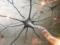 Lefties are more likely to develop schizophrenia