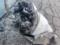 Invaders hit Chernihiv region with Iskander - head of UVA