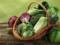 The role of the physiology and pathophysiology of digestion in nutrition: the biliary tract