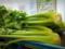 Лікар назвала овоч, який знижує тиск – містить «натуральні нітрати»