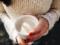 Milk makes coffee healthier - scientists