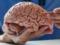 Мозок заважає людям худнути – вчені