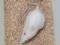 Scientists have managed to extend the life of the longest-lived laboratory rat in the world