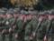 Russia does not pay its volunteers in the war in Ukraine - ISW