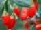 Чем полезны ягоды годжи: свойства для красоты и здоровья