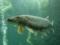 Scotland has the highest mortality rate of farmed fish ever