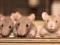 Animal drug testing will be a thing of the past - scientists