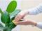 Doctors have named the best room growths for cleansing the room in the room