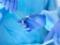 In China, a battery-implant was broken, as it helps to drive in plump cells