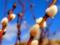 Happy Palm Sunday: beautiful holiday greetings