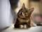 Chim is good for a healthy get a cat
