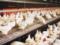 Эксперты прогнозируют рост производства мяса птицы в Украине в 2023 году